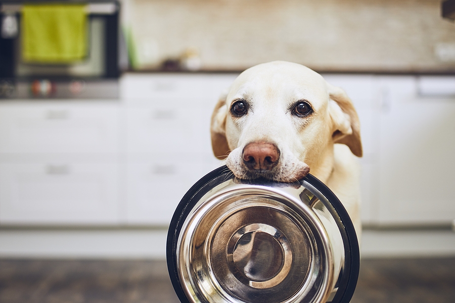 Creating a Pet-Friendly Kitchen